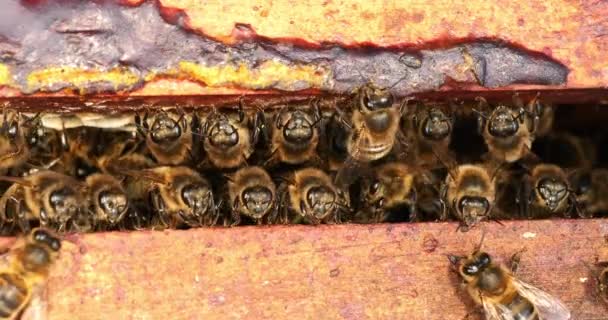 Európai Mézelő Méh Apis Mellifera Méhtér Méhkaptár Normandiában Valós Idejű — Stock videók