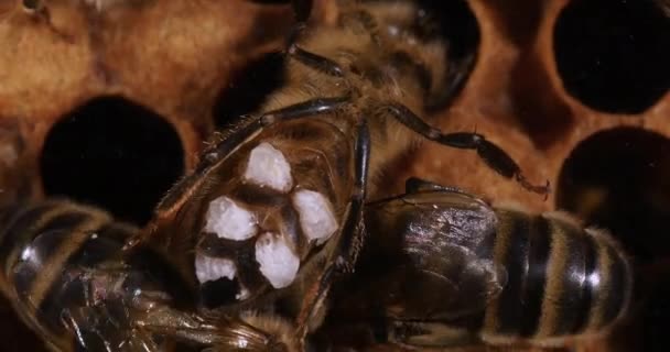 Avrupa Bal Arısı Apis Mellifera Balmumu Bezlerinde Balmumu Parçaları Olan — Stok video