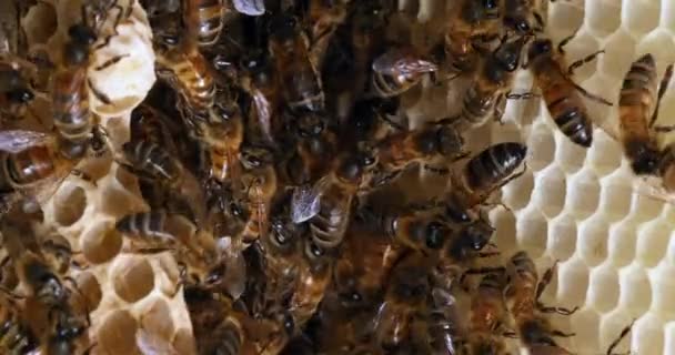 欧洲蜜蜂 金雀花 野雷上的蜜蜂 阿尔韦罗斯蜂群 女王蜂群 诺曼底野蜂蜂群 实时4K — 图库视频影像