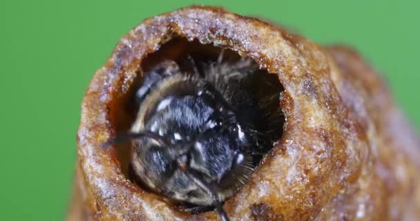 European Honey Bee Apis Mellifera Bees Grazing Hive Entrance Bee — Stock Video