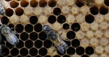  Avrupa Bal Arıları, Aspis Mellifera, Normandiya 'da Arı Kovanı, Real Time 4k