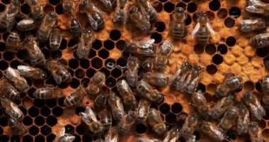  Avrupa Bal Arıları, Aspis Mellifera, Normandiya 'da Arı Kovanı, Real Time 4k