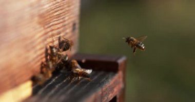  Avrupa Bal Arıları, Aspis Mellifera, Normandiya 'da Arı Kovanı, Real Time 4k