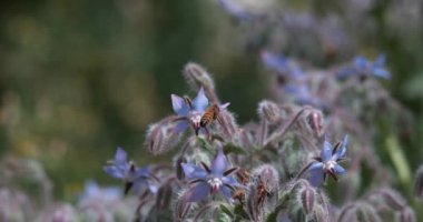 Avrupa Bal Arısı, Aspis Mellifera, Arı Çiçek Arısı, Uçan Böcek, Tozlaşma Hareketi, Normandiya, Ağır çekim 4k