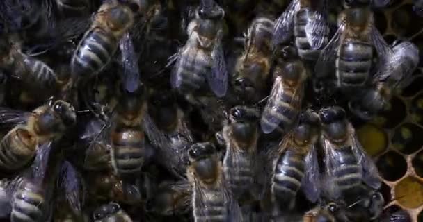 European Honey Bees Apis Mellifera Bee Hive Normandy Real Time — ストック動画