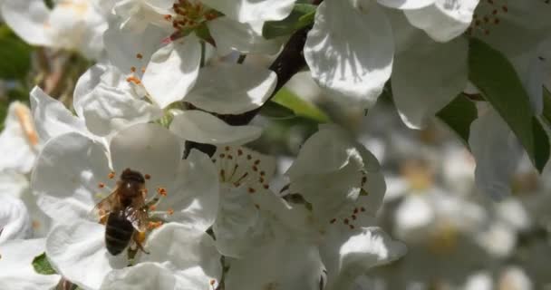 Abejas Miel Europeas Apis Mellifera Colmena Abejas Normandía Tiempo Real — Vídeos de Stock