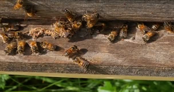 Evropská Včela Medonosná Apis Mellifera Zámotek Falešného Kroužkovitého Červa Vypuštěného — Stock video