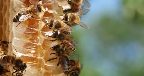 Europäische Honigbiene Apis Mellifera Bienen Auf Einem Wildstrahl Bienen Auf — Stockvideo