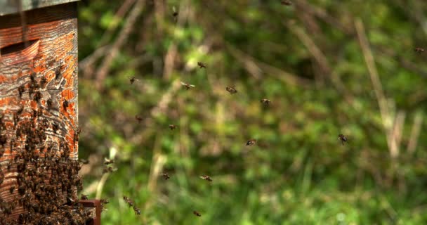 Europäische Honigbienen Apis Mellifera Bienenstock Der Normandie Echtzeit — Stockvideo