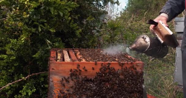 欧洲蜂蜜蜜蜂 蜂房在诺曼底 实时处理4K — 图库视频影像
