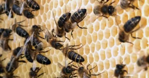 Europese Honingbij Apis Mellifera Zwarte Bijen Een Honinglijst Bijenkorf Normandië — Stockvideo