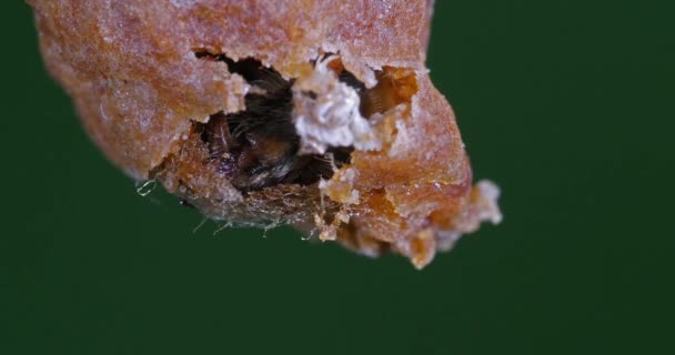 Europejska Pszczoła Miodna Małpa Mellifera Pszczoły Pasące Się Przy Wejściu — Wideo stockowe
