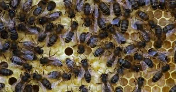 Europäische Honigbiene Apis Mellifera Schwarze Bienen Auf Einem Brutrahmen Bienenstock — Stockvideo