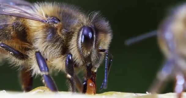 Abejas Miel Europeas Apis Mellifera Colmena Abejas Normandía Tiempo Real — Vídeo de stock