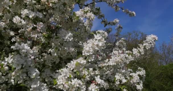 Branche de pommier en fleurs sur fond de ciel bleu, Normandie, en temps réel 4K 