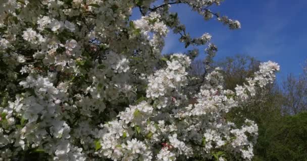 Branch Apple Tree Flowers Blue Sky Háttér Normandia Valós Idejű — Stock videók