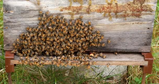 Europäische Honigbiene Apis Mellifera Bienen Die Eingang Des Bienenstocks Grasen — Stockvideo