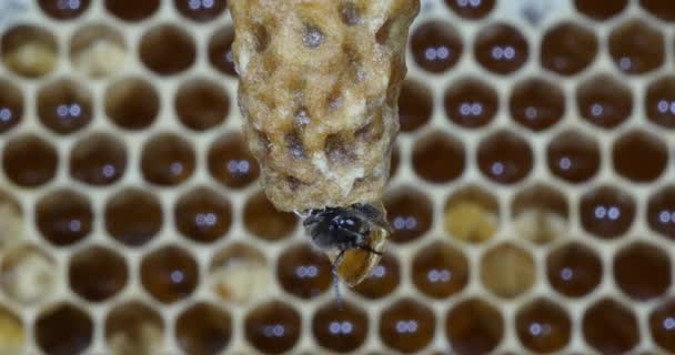 European Honey Bee Apis Mellifera Bees Grazing Hive Entrance Bee — ストック動画