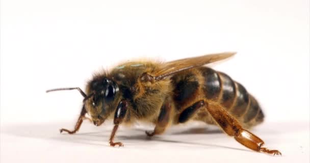 Европейская Медовая Пчела Apis Mellifera Queen Груминг Белом Фоне Norhey — стоковое видео