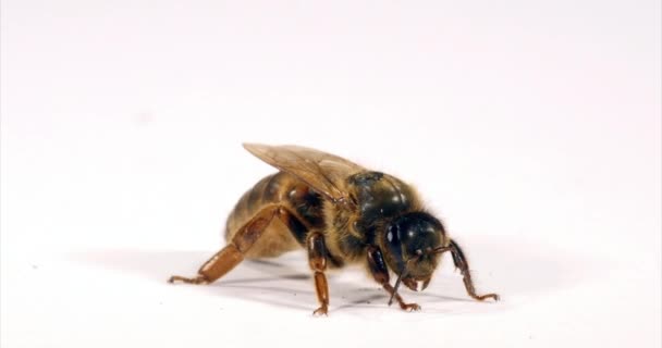 European Honey Bee Apis Mellifera Queen Grooming White Background Normandy — стокове відео