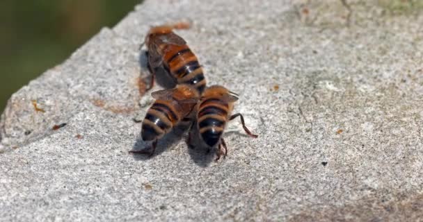 Europejskie Pszczoły Miodne Apis Mellifera Pszczoły Pijące Wodę Kamieniu Normandia — Wideo stockowe