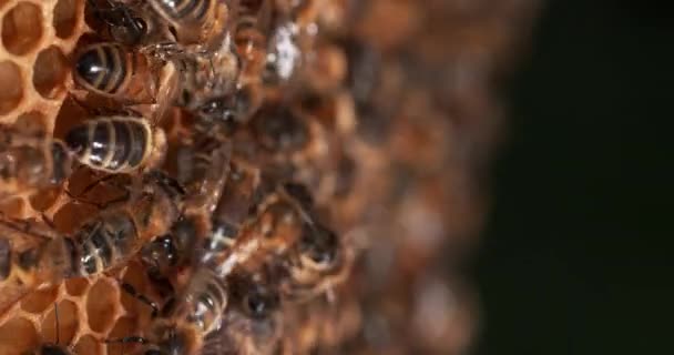 Abeilles domestiques européennes, apis mellifera, Abeilles noires sur un rayon sauvage, danse pour indiquer l'aire de recherche de nourriture - Ruche d'abeilles en Normandie, temps réel 4K 