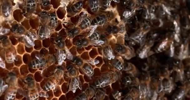 欧洲蜜蜂 野雷上的黑蜂 跳舞指示觅食区 诺曼底蜂巢 实时4K — 图库视频影像