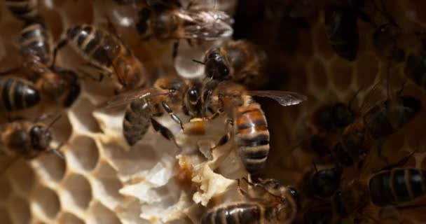 Abeilles Mielleuses Européennes Apis Mellifera Abeilles Travaillant Sur Rayon Sauvage — Video