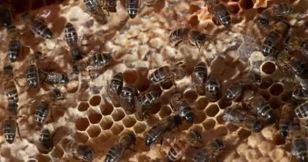 Europejskie Pszczoły Miodne Apis Mellifera Pszczoły Pracujące Dzikim Promieniu Natural — Wideo stockowe