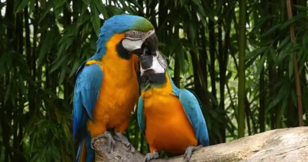 Modro Žluté Macaw Ara Ararararauna Dospělí Zobák Zobáku Cívka Čas — Stock video