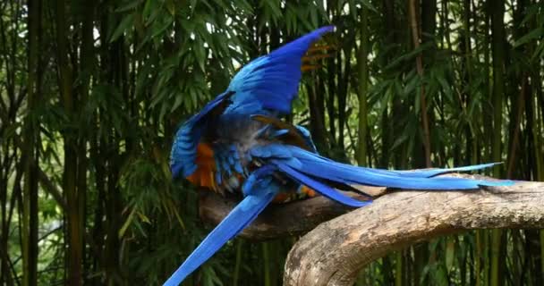 蓝色和黄色的Macaw Ara Ararauna Pair Mating Reel Time — 图库视频影像