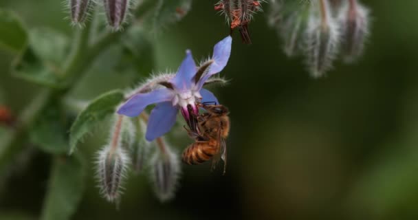 Európai Mézelő Méh Apis Mellifera Méhek Borágó Virágot Hajtanak Beporzásról — Stock videók