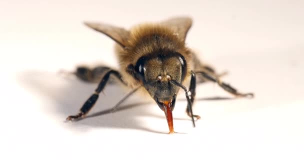 European Honey Bee Apis Mellifera Black Bee White Background Toung — ストック動画