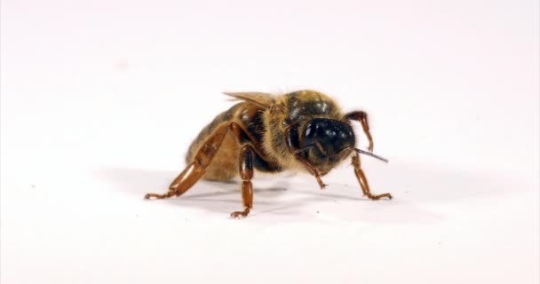 European Honey Bee Apis Mellifera Queen Grooming White Background Normandy — 비디오