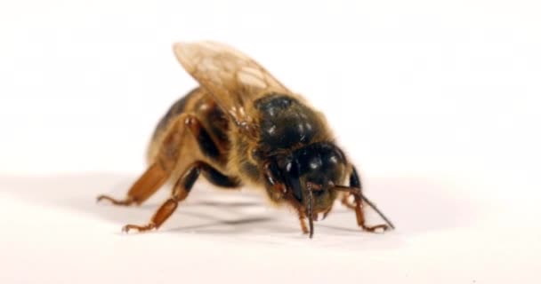 Europäische Honigbiene Apis Mellifera Königin Pflege Vor Weißem Hintergrund Normandie — Stockvideo
