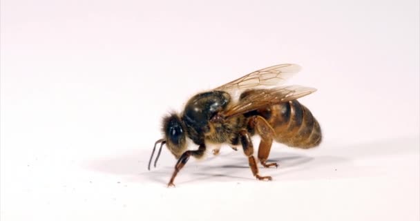 European Honey Bee Apis Mellifera Queen Grooming White Background Normandia — Stock videók