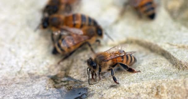 Europäische Honigbienen Apis Mellifera Bienen Trinken Wasser Auf Einem Stein — Stockvideo