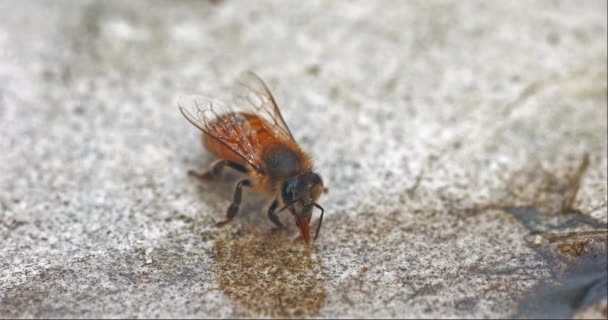 Európai Mézelő Méhek Apis Mellifera Méhek Vizet Isznak Kövön Normandia — Stock videók