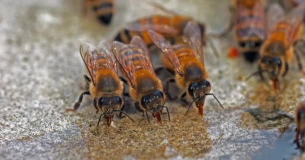 Abejas Miel Europeas Apis Mellifera Abejas Bebiendo Agua Una Piedra — Vídeos de Stock