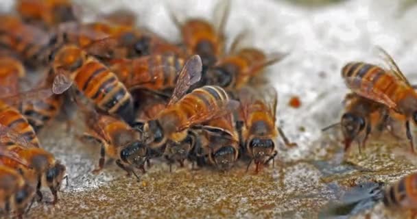 Europäische Honigbienen Apis Mellifera Bienen Trinken Wasser Auf Einem Stein — Stockvideo