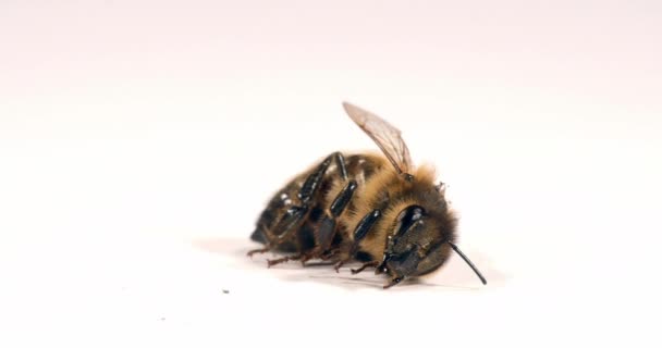Europäische Honigbiene Apis Mellifera Schwarze Biene Quält Sich Auf Weißem — Stockvideo