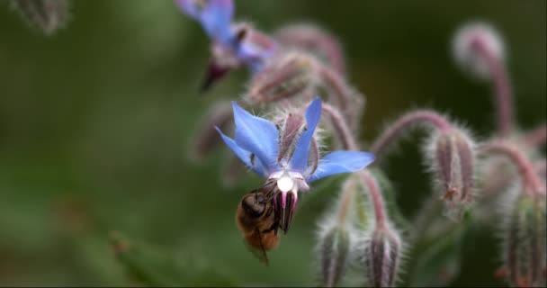 Európai Mézelő Méh Apis Mellifera Méhek Borágó Virágot Hajtanak Beporzásról — Stock videók