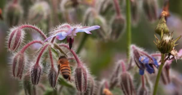欧洲蜂蜜蜜蜂 蜜蜂吐花 授粉法 诺曼底 实时4K — 图库视频影像
