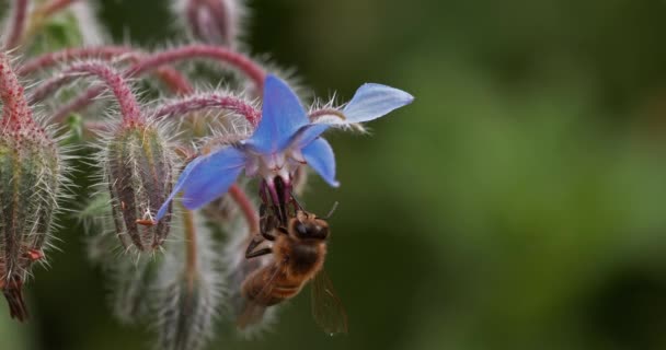 Európai Mézelő Méh Apis Mellifera Méhek Borágó Virágot Hajtanak Beporzásról — Stock videók