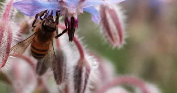 Európai Mézelő Méh Apis Mellifera Méhek Borágó Virágot Hajtanak Beporzásról — Stock videók