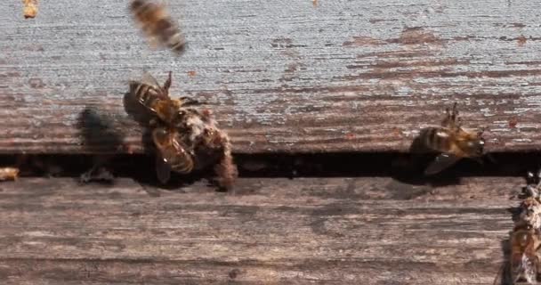 European Honey Bees Apis Mellifera Bees Standing Entrance Hive Bees — Stock video