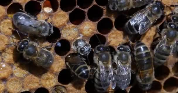 Europejskie Pszczoły Miodne Apis Mellifera Pszczoły Pracujące Dzikim Promieniu Czerw — Wideo stockowe