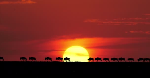 Blue Wildebeest Connochaetes Taurinus Sunset Masai Mara Park Kenya Real — 图库视频影像