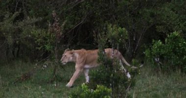 Afrika Aslanı, Panthera Leo, Anne Bush 'ta yürüyor, Masai Mara Park Kenya' da, Real Time 4k