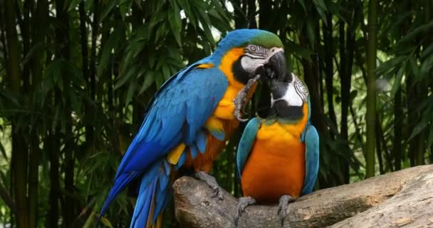Blue Yellow Macaw Ara Ararauna Adults Beak Beak Reel Time — Stock Video